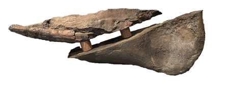 パレオパラドキシアの下顎